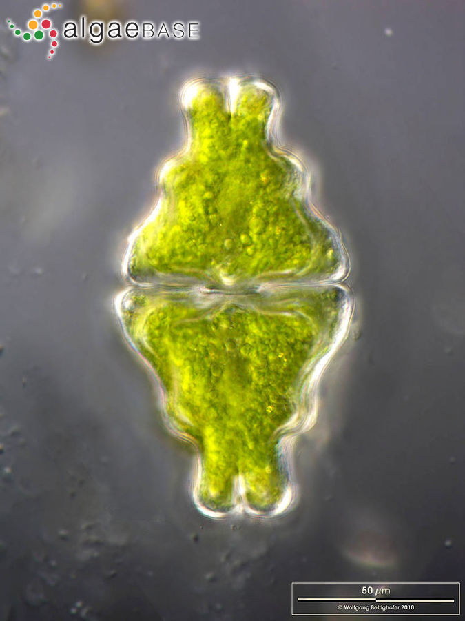 Euastrum didelta Ralfs