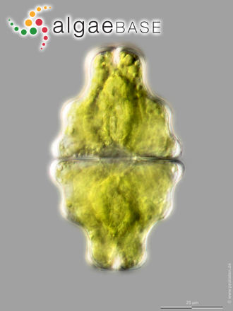 Euastrum neosinuosum O.V.Anissimova & Guiry