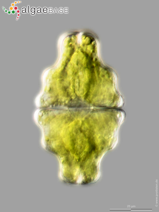 Euastrum neosinuosum O.V.Anissimova & Guiry