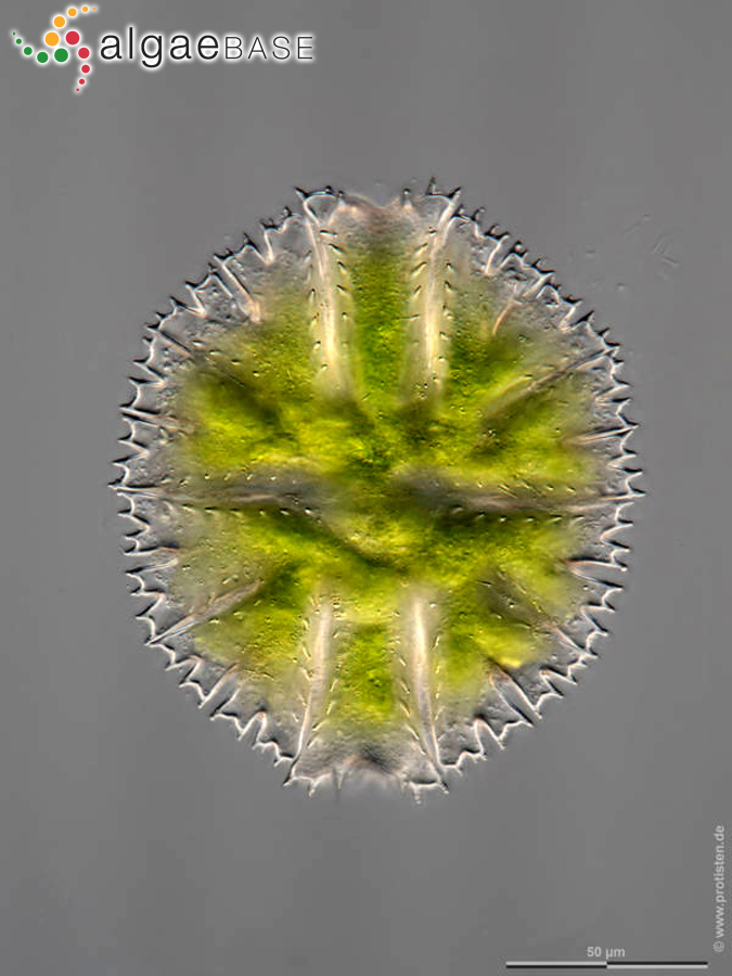 Micrasterias papillifera Brébisson ex Ralfs
