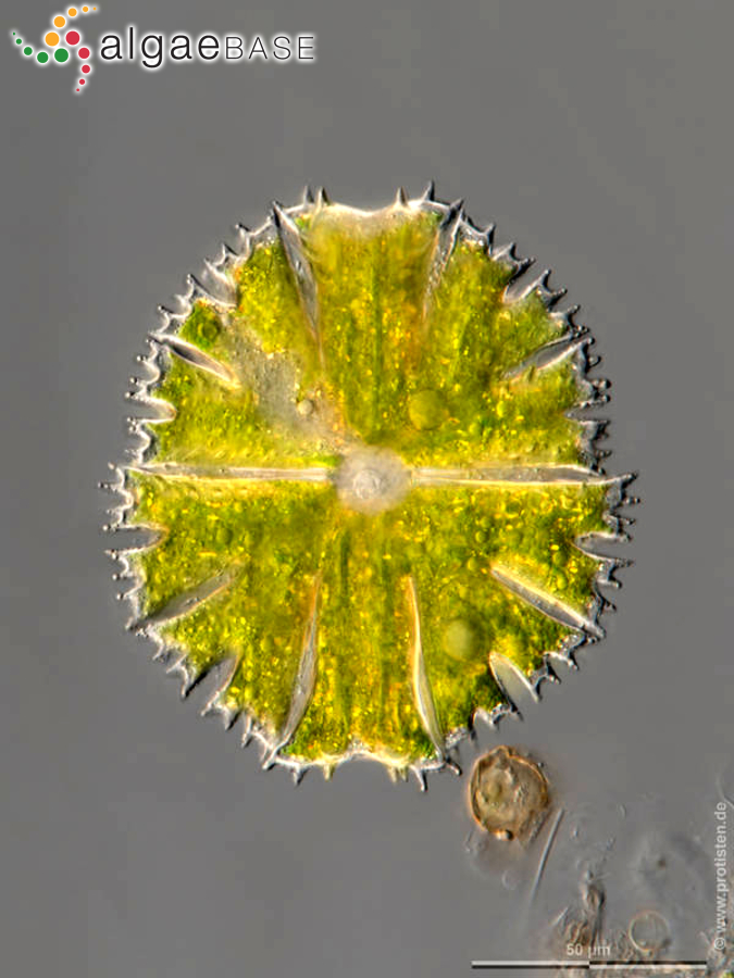 Micrasterias papillifera Brébisson ex Ralfs