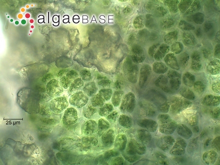 Ulvella bullata (C.-C.Jao) H.Zhu & G.Liu