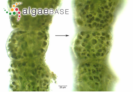 Ulvella cladophorae (Hornby) A.C.Mathieson & Dawes