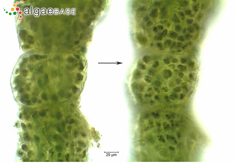 Ulvella cladophorae (Hornby) A.C.Mathieson & Dawes