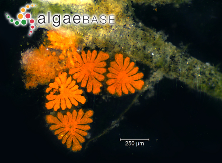 Sellaphora bacillum var. gregoryana (Cleve & Grunow) Bukhtiyarova