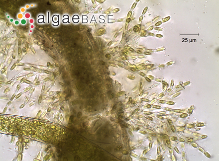 Phaeothamnion confervicola Lagerheim