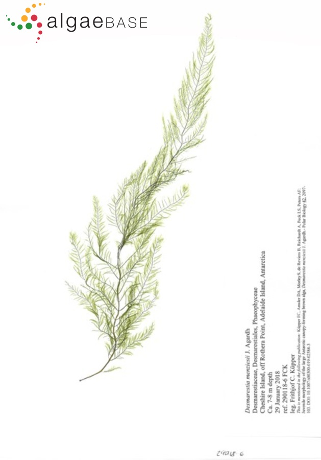 Desmarestia menziesii J.Agardh