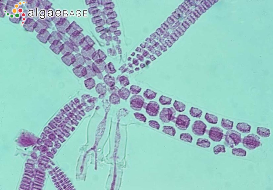 Rhodolachne decussata M.J.Wynne