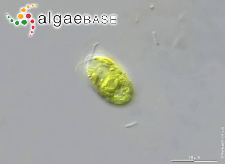 Chlamydomonas mutabilis Gerloff