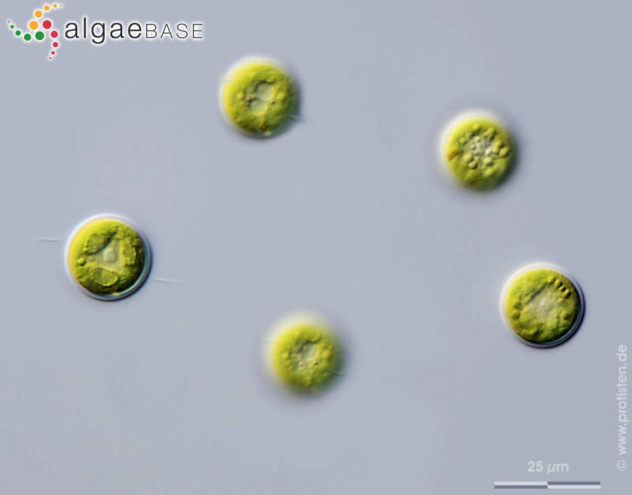 Chlamydomonas sphagnicola (F.E.Fritsch) F.E.Fritsch & H.Takeda