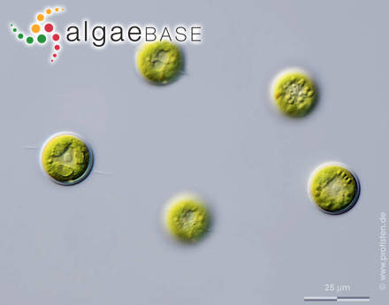 Chlamydomonas sphagnicola (F.E.Fritsch) F.E.Fritsch & H.Takeda