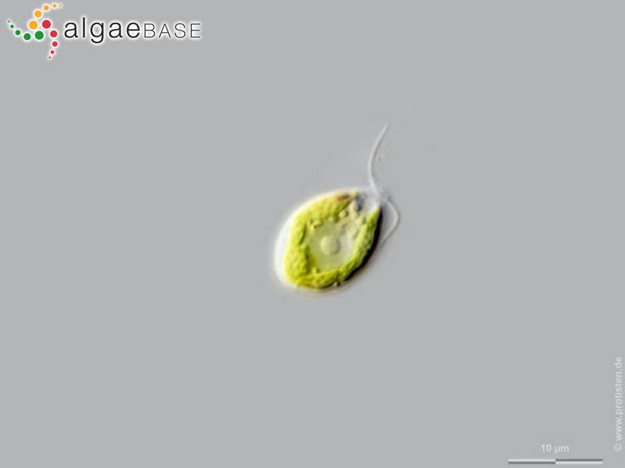 Chloromonas cornuta (H.R.Christen) Gerloff & Ettl