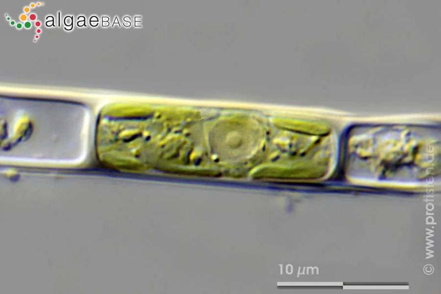Microspora stagnorum (Kützing) Lagerheim