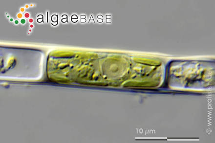 Microspora stagnorum (Kützing) Lagerheim