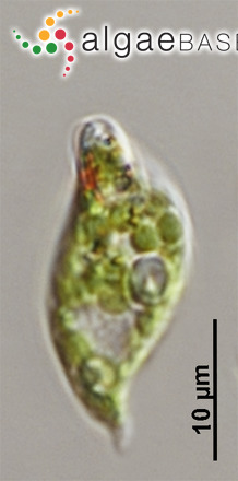 Phacus inflexus (Kisselev) Pochmann