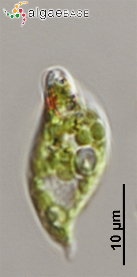 Phacus inflexus (Kisselev) Pochmann