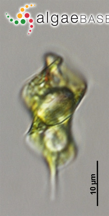 Phacus smulkowskianus (Zakryś) W.-H.Kusber