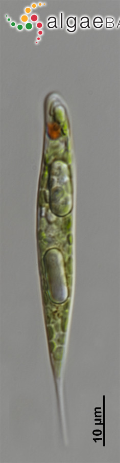 Phacus limnophilus (Lemmermann) E.W.Linton & Karnkowska