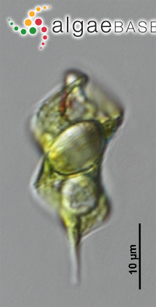 Phacus smulkowskianus (Zakryś) W.-H.Kusber