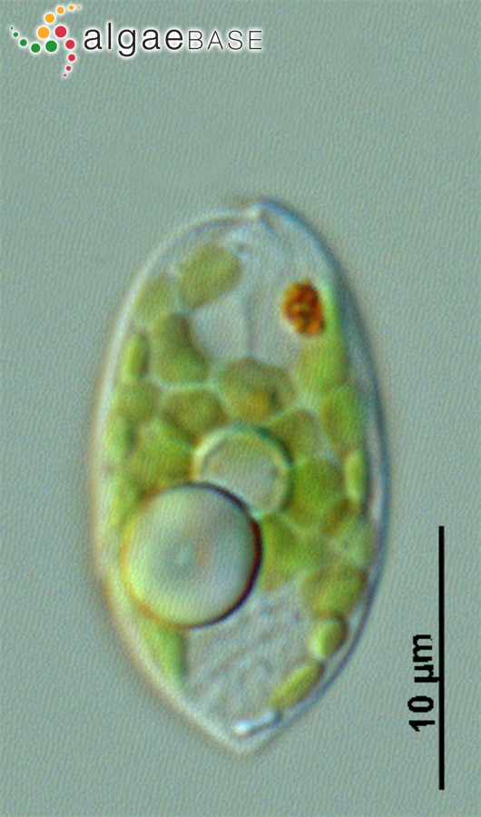 Phacus parvulus G.A.Klebs