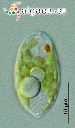 Phacus parvulus G.A.Klebs