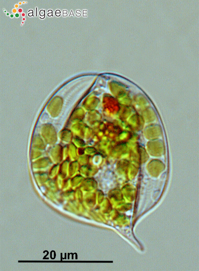 Phacus orbicularis Hübner