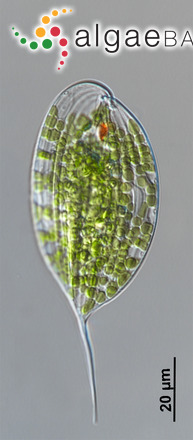 Phacus elegans Pochmann