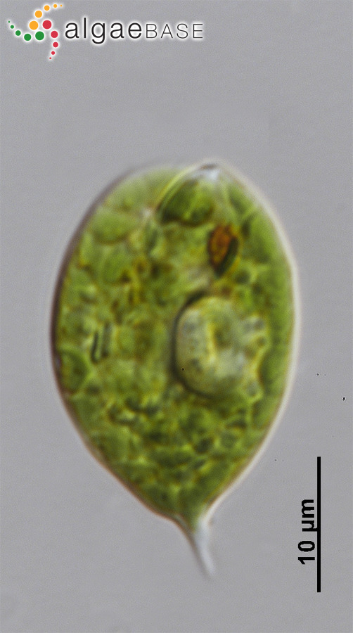 Phacus hamelii P.Allorge & M.Lefèvre