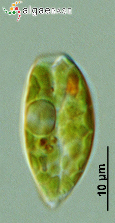 Phacus polytrophos Pochmann