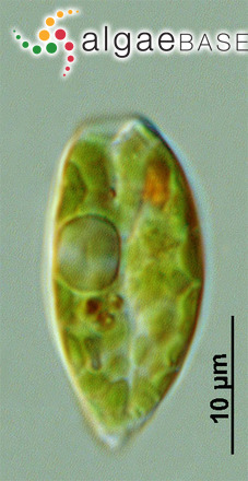 Phacus polytrophos Pochmann