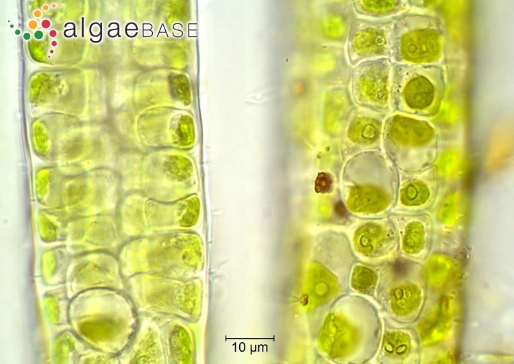 Ulva Flexuosa Wulfen 1803 Algaebase