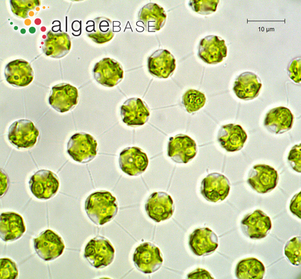 Volvox aureus Ehrenberg