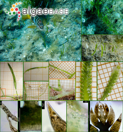 Caulerpa taxifolia var. distichophylla (Sonder) Verlaque, Huisman & Procaccini