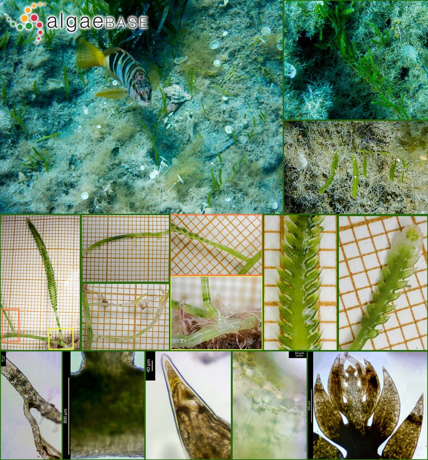 Caulerpa taxifolia var. distichophylla (Sonder) Verlaque, Huisman & Procaccini