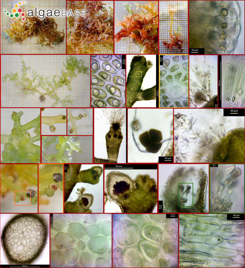 Laurencia microcladia Kützing