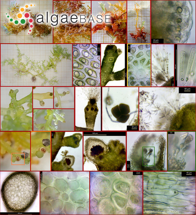 Laurencia microcladia Kützing