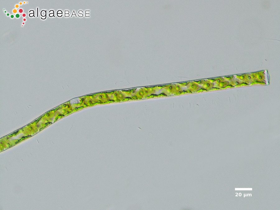 Genicularina elegans (West & G.S.West) Molinari & Guiry