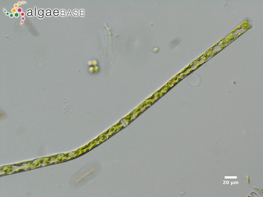 Genicularina elegans (West & G.S.West) Molinari & Guiry