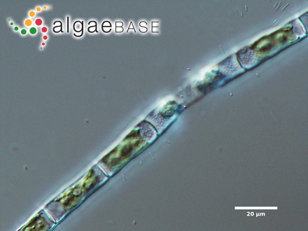 Groenbladia neglecta (Raciborski) Teiling