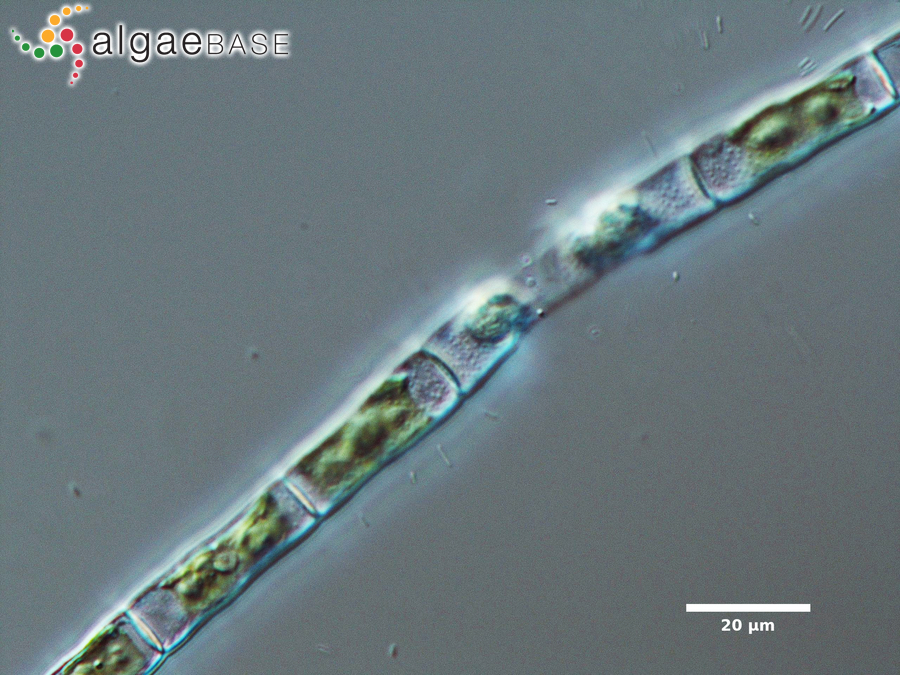 Groenbladia neglecta (Raciborski) Teiling