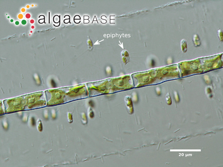 Groenbladia neglecta (Raciborski) Teiling