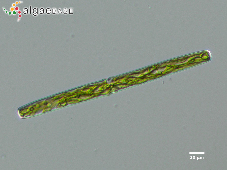 Haplotaenium rectum (Delponte) Bando