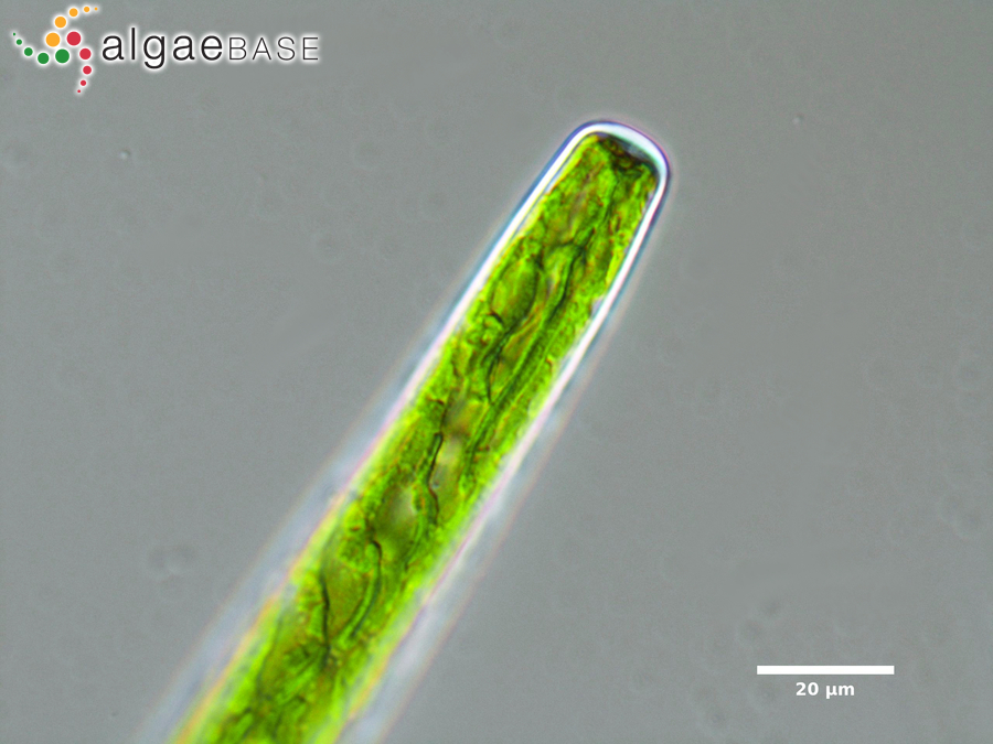 Haplotaenium rectum (Delponte) Bando