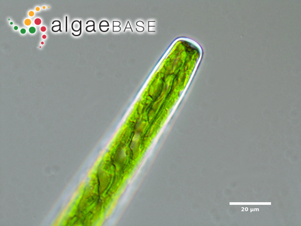 Haplotaenium rectum (Delponte) Bando