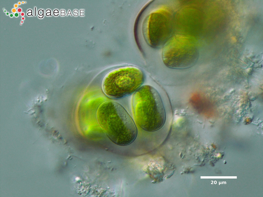 Mesotaenium macrococcum (Kützing) J.Roy & Bisset