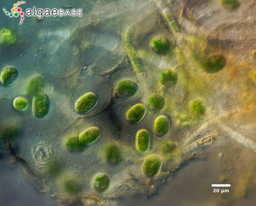 Mesotaenium macrococcum (Kützing) J.Roy & Bisset