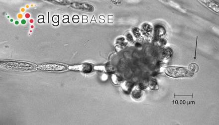 Sheathia arcuata (Kylin) Salomaki & M.L.Vis