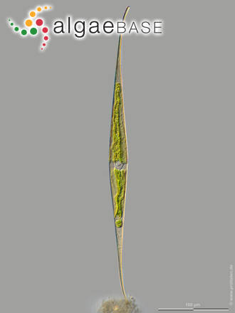 Closterium kuetzingii Brébisson