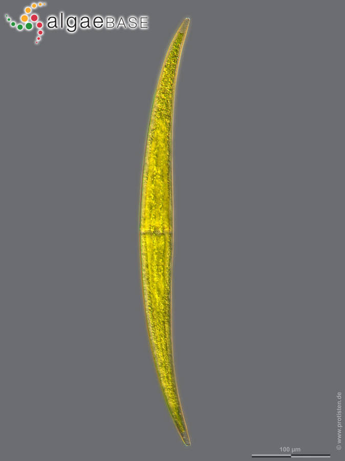Closterium ralfsii var. hybridum Rabenhorst