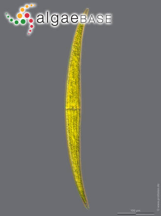 Closterium ralfsii var. hybridum Rabenhorst
